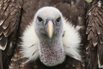 Rüppells Gier (Gyps rueppelli) van Ronald Pol