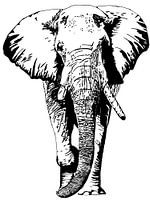 Tembo