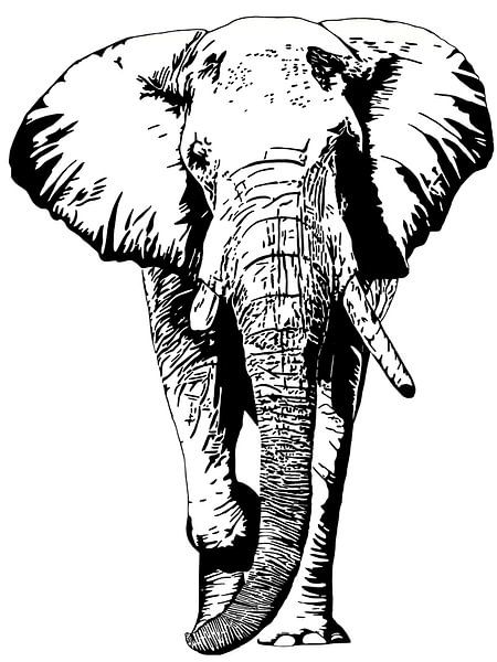 Tembo von Irene Jonker