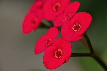 Small red flowers by Arie Maasland