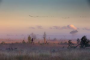Kalmthoutse heide