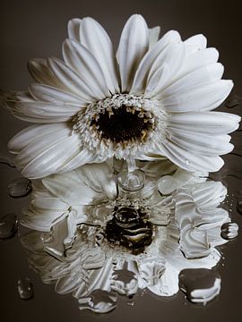 Weiße Gerbera "schaut" auf ihr verzerrtes Spiegelbild (Brauntöne) von Marjolijn van den Berg