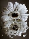 White Gerbera "looks" at its distorted reflection (shades of brown) by Marjolijn van den Berg thumbnail