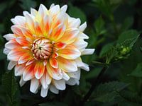 oranje-gele dahlia