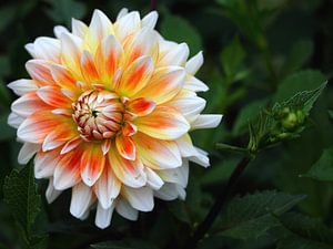 dahlia orange-jaune