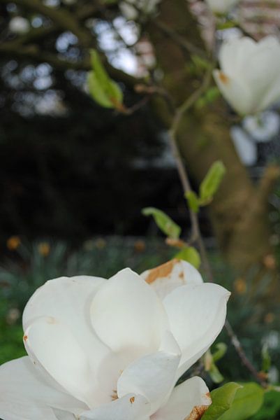 Flowers 8 von Lyn Van Veldhoven