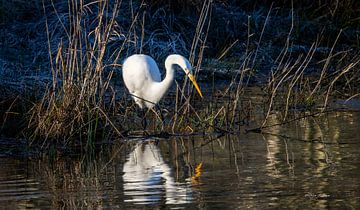 Zilver reiger langs de oever van Foto Nico