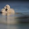 Donzy.nl - Jong zwaantje slapend op het water. van Donzy.nl