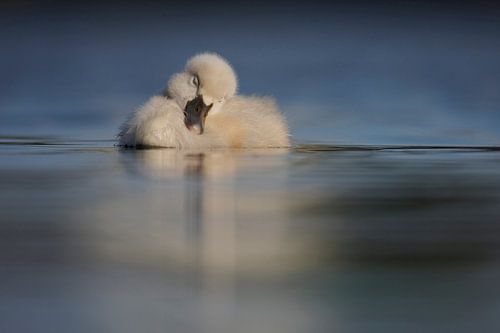 Donzy.nl - Jong zwaantje slapend op het water.