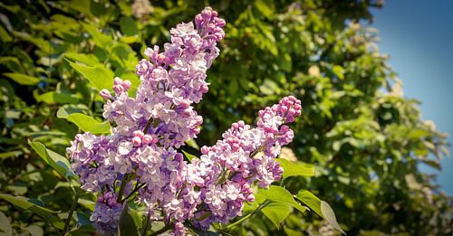 Bloemen