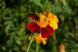 Marigolds by Anjo ten Kate