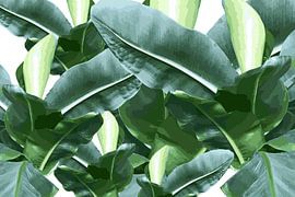 Banana plant by StudioMaria.nl