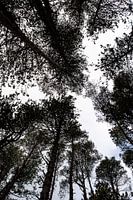 The forest through the trees