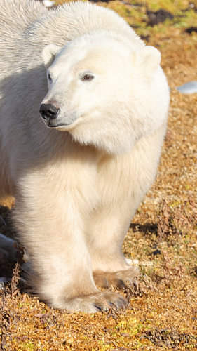 Polar Bear Portrait