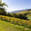 Die Weinberge zwischen Turckheim und Ingersheim im französischen Elsass (3) von André Blom Fotografie Utrecht