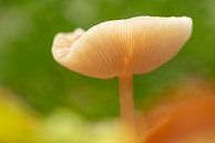 Mushroom close-up by Erik Veldkamp thumbnail