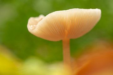 Mushroom close-up by Erik Veldkamp