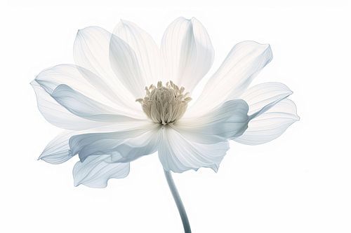 Doorzichtige bloemen