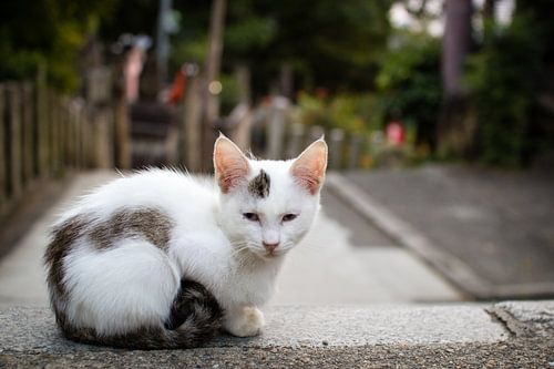 Straatkatje in Japan