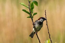 sparrow on Terschelling by Merijn Loch
