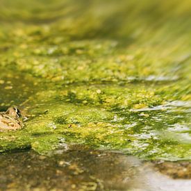 Frosch im Teich von Irene Lommers