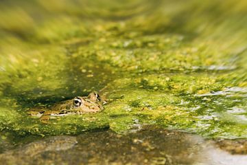 Frog in a pond by Irene Lommers