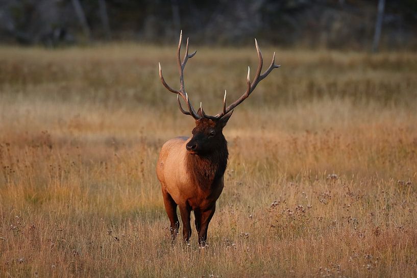 Elk, Wapiti, Cervus elephas, Yellowstone National Park, Wyoming by Frank Fichtmüller