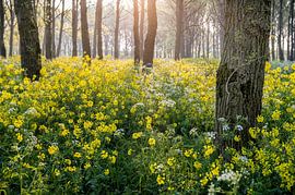 Waldszene mit Raps von Ruud van der Lubben