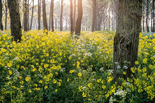Bosgezicht met koolzaad