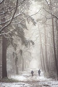 Winter trees in the forest of Austerlitz! by Peter Haastrecht, van