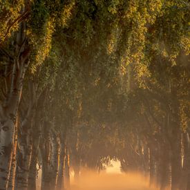 Alblasserwaard.. van Trudiefotografie