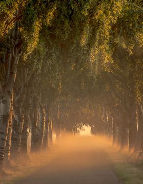 Alblasserwaard.. van Trudiefotografie