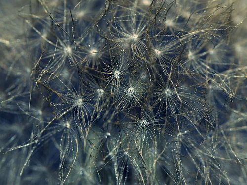 Dandelion fluff Dandelion