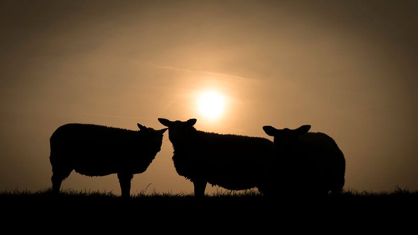 Silhouette of three sheep at sunset by Michel Seelen