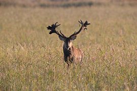 Hirsch bei der Brunft im Nationalpark Vorpommersche Boddenlandschaft von Frank Fichtmüller