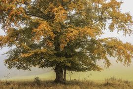 Arbre automnal avec brouillard dans la réserve naturelle "Stiegelesfels&quot ; près de Fridingen - Naturpark Obere Donau sur BlattArt - Christine Horn