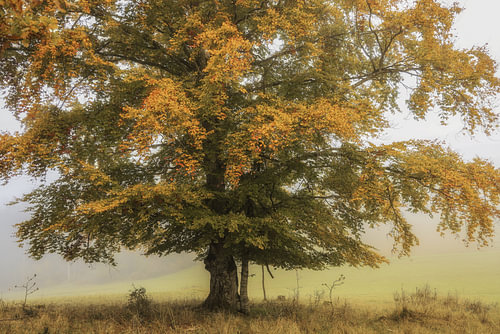 Herfstboom met mist in het natuurreservaat "Stiegelesfels" bij Fridingen - Natuurpark Opper-Donau