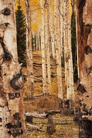 The old aspens by Martin Podt