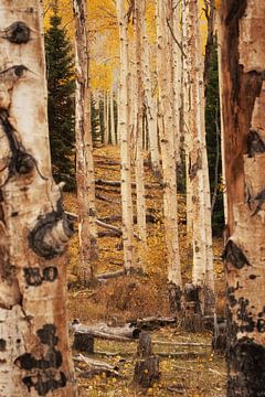 Les vieux trembles sur Martin Podt