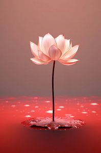 Lotus-Essenz