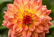 Belle fleur de Dahlia orange recouverte de gouttes de pluie par Yusuf Dzhemal Aperçu