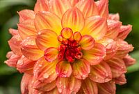 Die schöne orange Dahlienblume, die mit Regen bedeckt wird, fällt