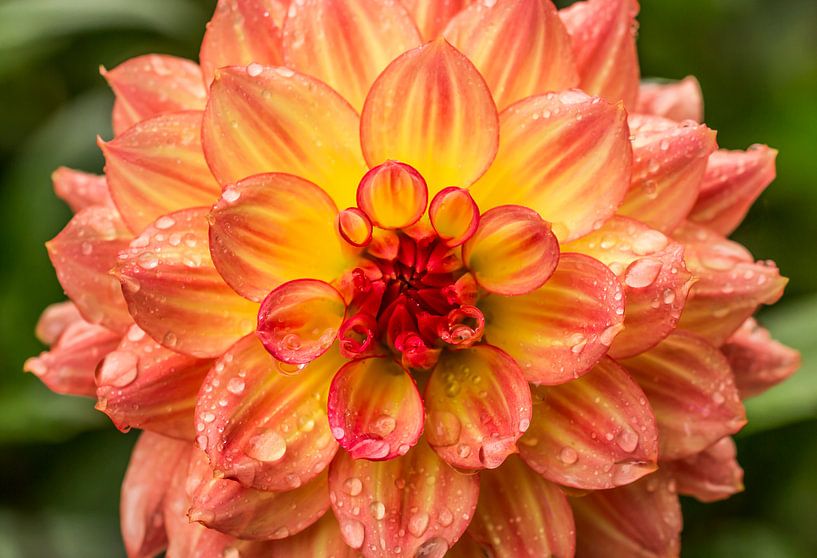 Belle fleur de Dahlia orange recouverte de gouttes de pluie par Yusuf Dzhemal