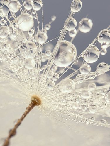 Waterdruppels worden gedragen door een pluisje aan een paardenbloem