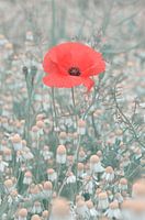 Eenzaam rood