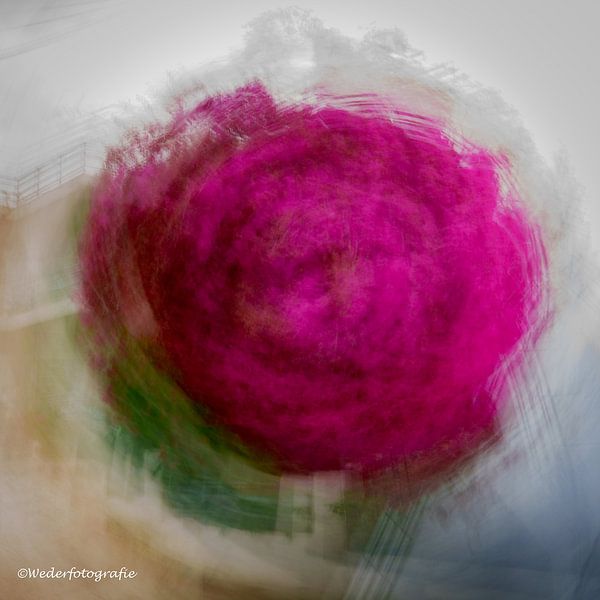 Bougainville rose by Pauline Weder, wederfotografie