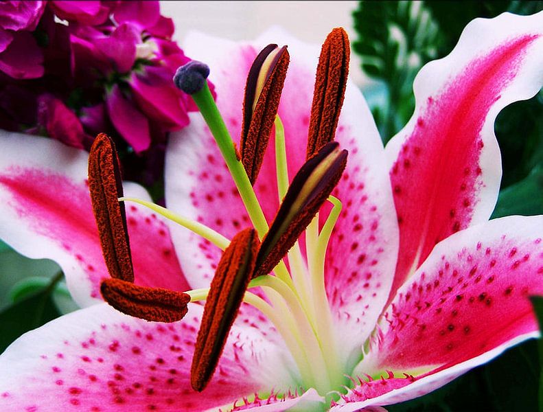 Lovely Lily by erikaktus gurun