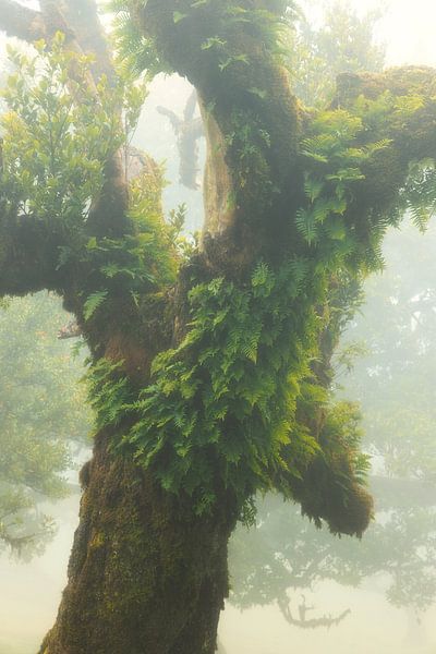 Fanal Forest V by Anneke Hooijer