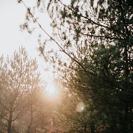 Sonnenuntergang in einem nebligen Wald | Naturfotografie Reisefotografie Fotodruck | Tumbleweed & von Eva Krebbers | Tumbleweed & Fireflies Photography