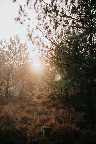 Coucher de soleil dans une forêt brumeuse | photographie de nature photographie de voyage tirage pho sur Eva Krebbers | Tumbleweed & Fireflies Photography